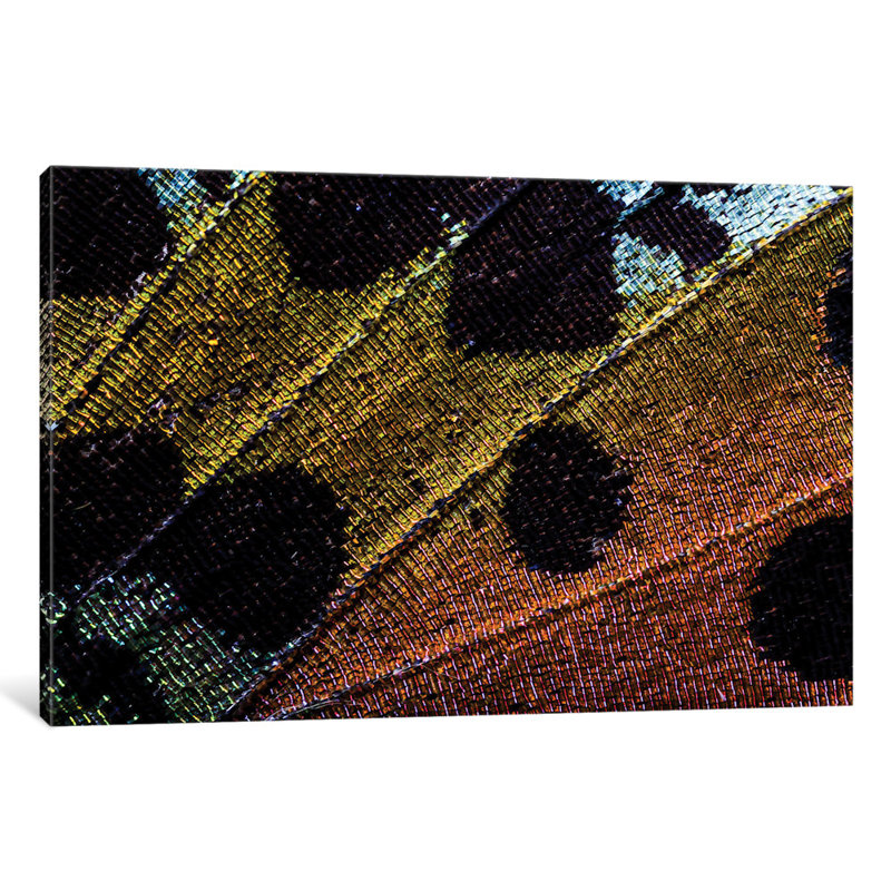 « beauté after métamorphose » par elena kulikova, impression sur toile tendue, Papier d'art encadré noir, Blanc