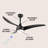Coleigh 52'' Ceiling Fan with LED Lights-2010980600