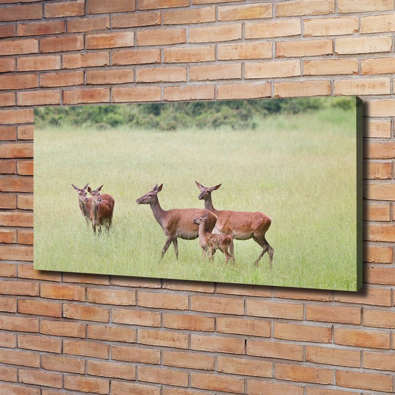 Roe With Young - Wrapped Canvas Print