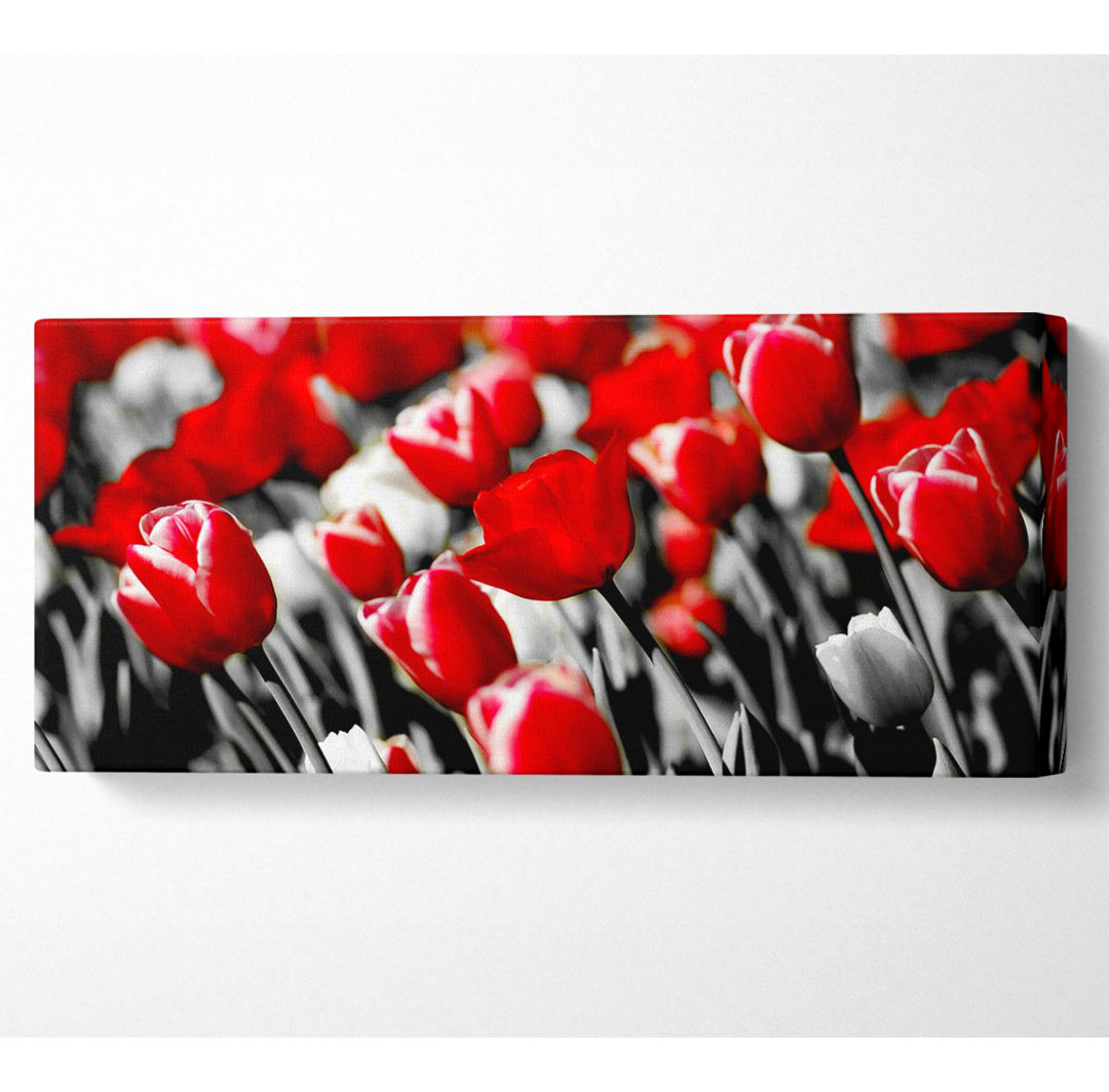 Rote Tulpen auf B N W - Panorama-Kunstdrucke auf Leinwand