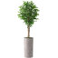 Hautes plantes artificielles artificielles d'intérieur et d'extérieur-116649437-116649459