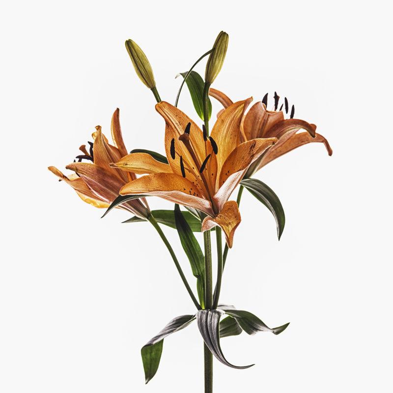 Orange Tiger Lily by Chang - No Frame Art Prints on Canvas, 91cm H x 91cm W