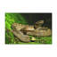 Art mural majestueux serpent-348345059