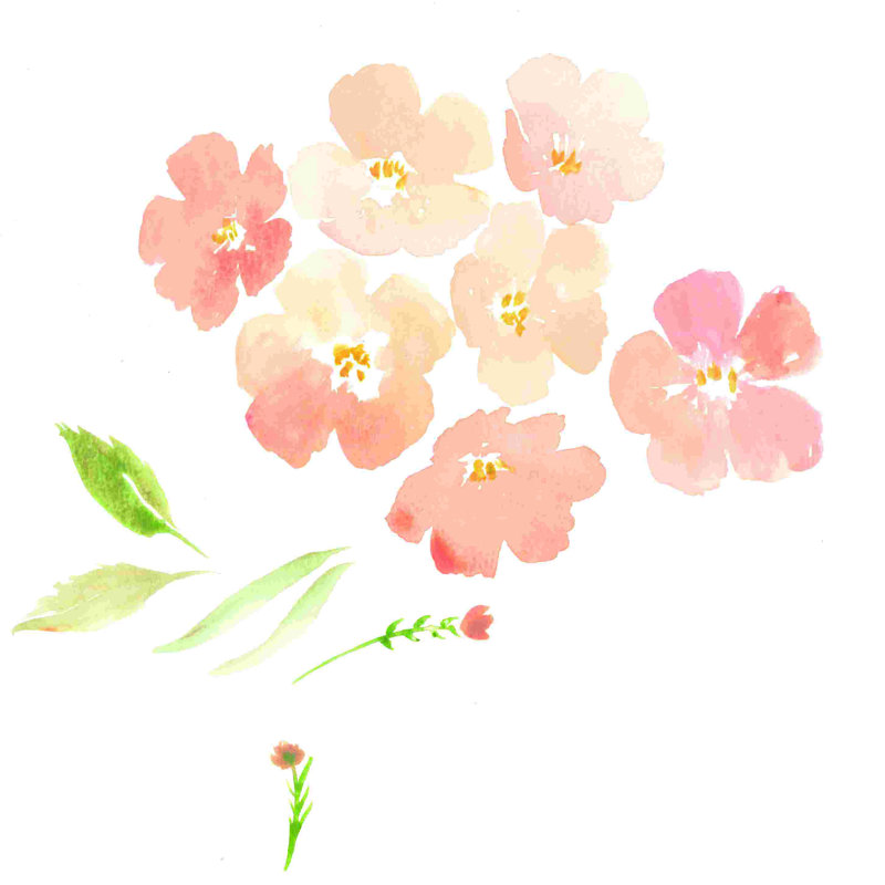 Aquarelle fleur de pêche, H 12 po x l 12 po