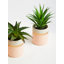 10cm Faux Succulent Plant in Ceramic Pot-891229245
