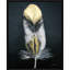 Feather I Painting by Alexander NikAnpour