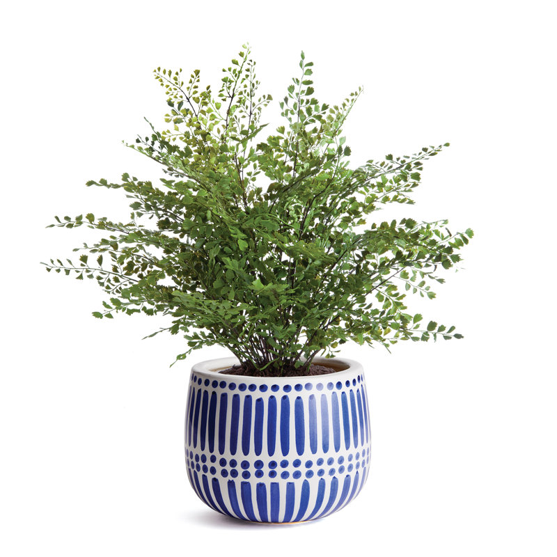 Pot de fleurs en céramique Kensington