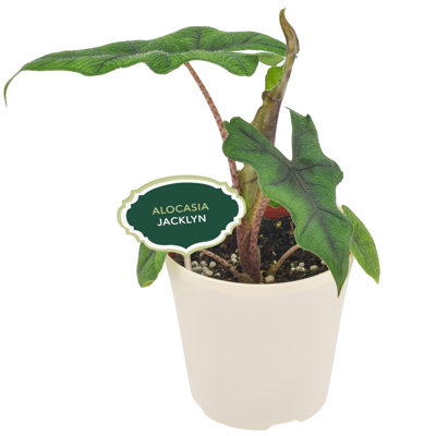 4" Alocasia Jacklyn
