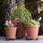 Traditional Plastic Indoor/Outdoor Plant Caddy-1427728801