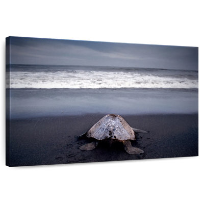 Brampt Ridley Sea Turtle