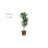 Dracaena Silk Plant with Basket