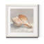 Impressionist Shell Study III - Cadre photo, reproduction d'art sur papier-1270513857-1270513856
