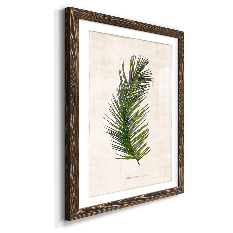 Palm Botanical II - Reproduction d'art graphique sur papier encadré, H 44 po x l 31 po x P 1 po, Noyer