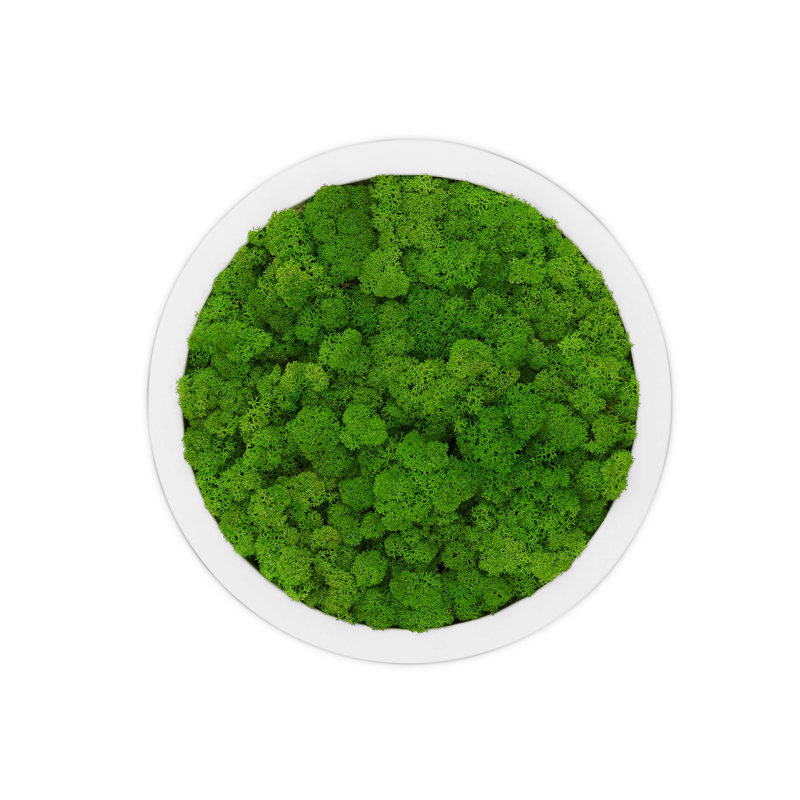 Moss Picture Reindeer Moss Round, White, 30cm H x 30cm W x 5cm D