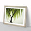 Irresistible Weeping Willow Tree - Framed Print-892732976-892732979