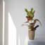 Cache-pot en terre cuite Ancona-1524001093