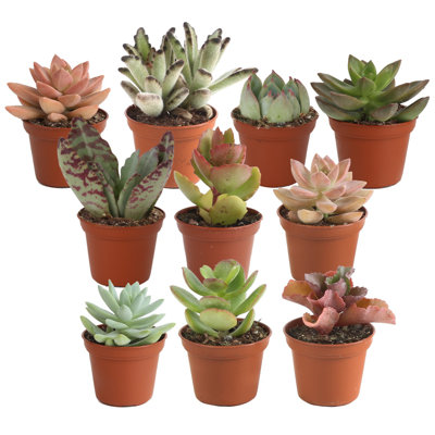 10 Piece Costa Farms Live Mini Succulent Low Maintenance Plant in Plastic Nursery Pot