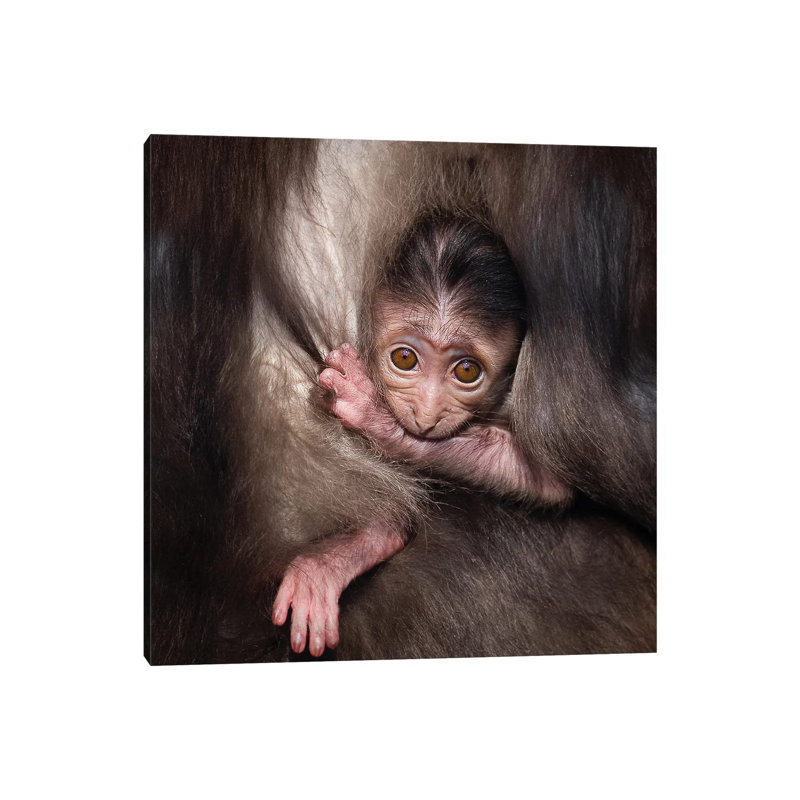 «Monkey Baby» par Goran Anastasovski - peinture sur toile tendue, H 12 po x l 12 po x P 0,75 po
