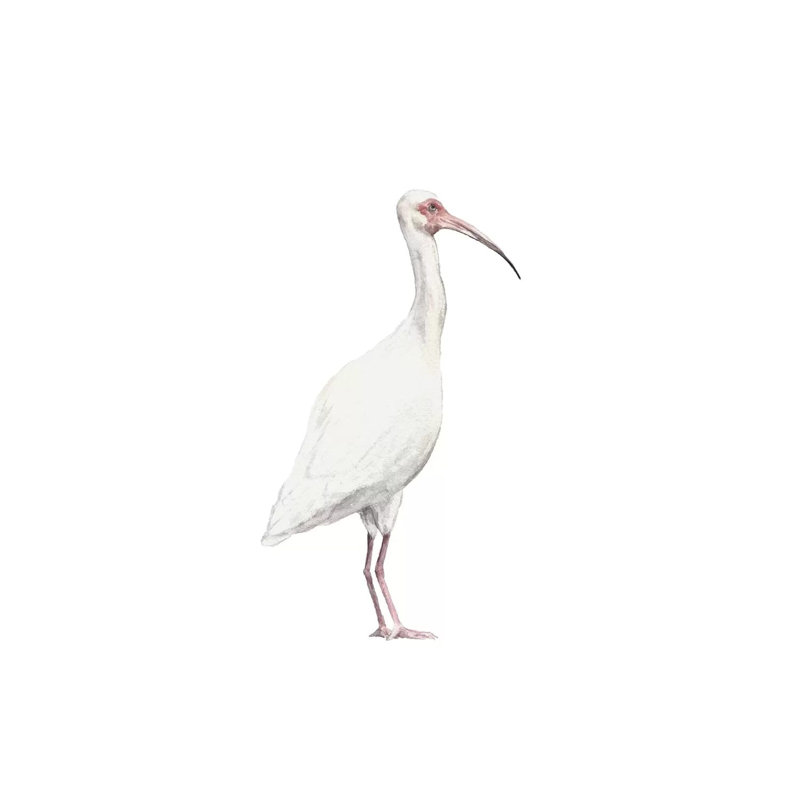 Ibis by Wandering Laur - Wrapped Canvas Painting, 20.32 cm H x 30.48 cm W