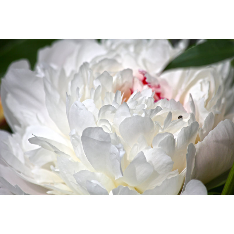Pivoine par Dmitry_7, H 24 po x l 36 po