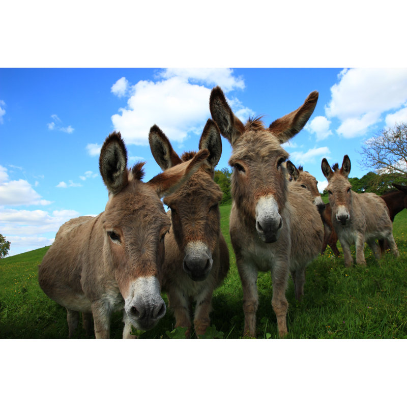 «Gerson Miranda Donkeys» sur toile, H 32 po x l 48 po x P 1,25 po
