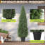 Plant-273084742