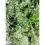90' H Lighted Artificial Fir Christmas Tree