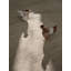 Caliche Silk Silver-365495500