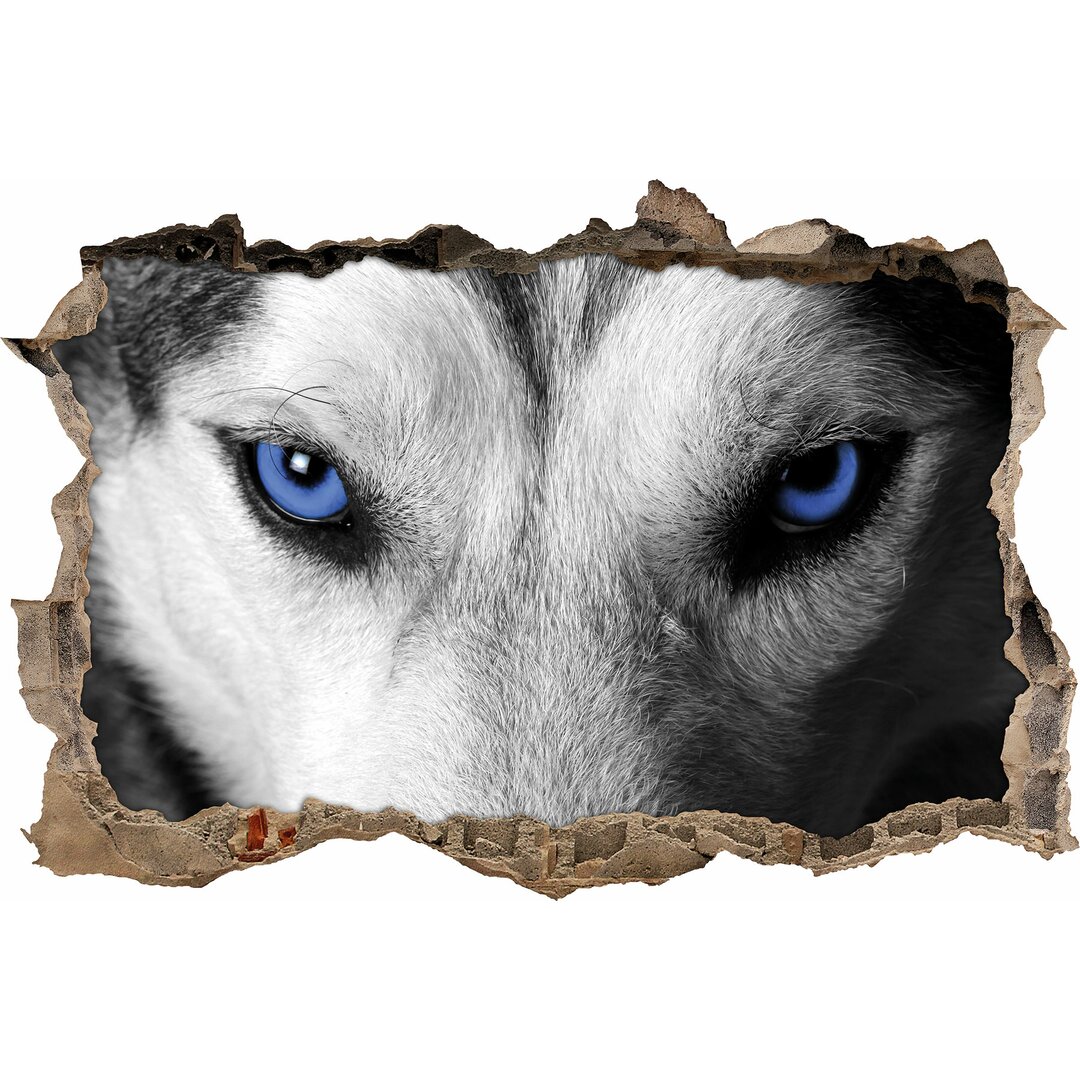 Wandtattoo Gefährlicher Husky mit eisblauen Augen