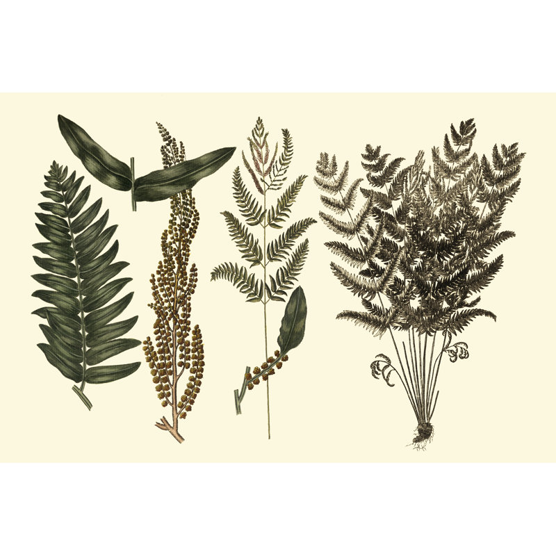 Fern Leaf Folio I by Georg C. Oeder - Wrapped Canvas Painting, 30cm H x 46cm W