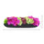 Orchid and  Arrangement-286518433-286518432