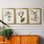 Pl. «160 Carolina Titmouse», ensemble de 3 impressions sur toile encadrées-1895717711-1895717710