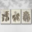 Sépia Botanical Journal VI 3 pièces-97711660-97711662