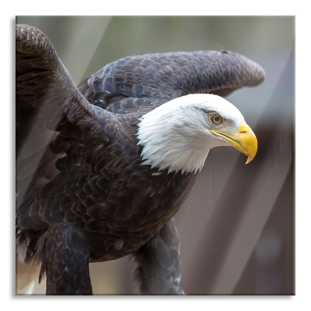 Glasbild Adler