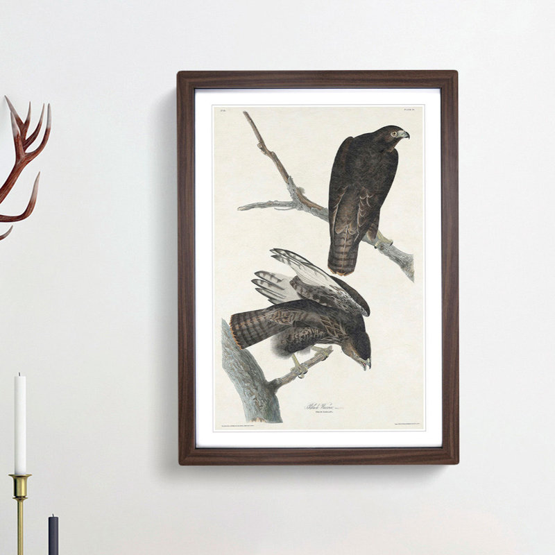 Two Hawks by John James Audubon - Framed Print, 36cm H x 27cm W x 2cm D, Walnut Framed