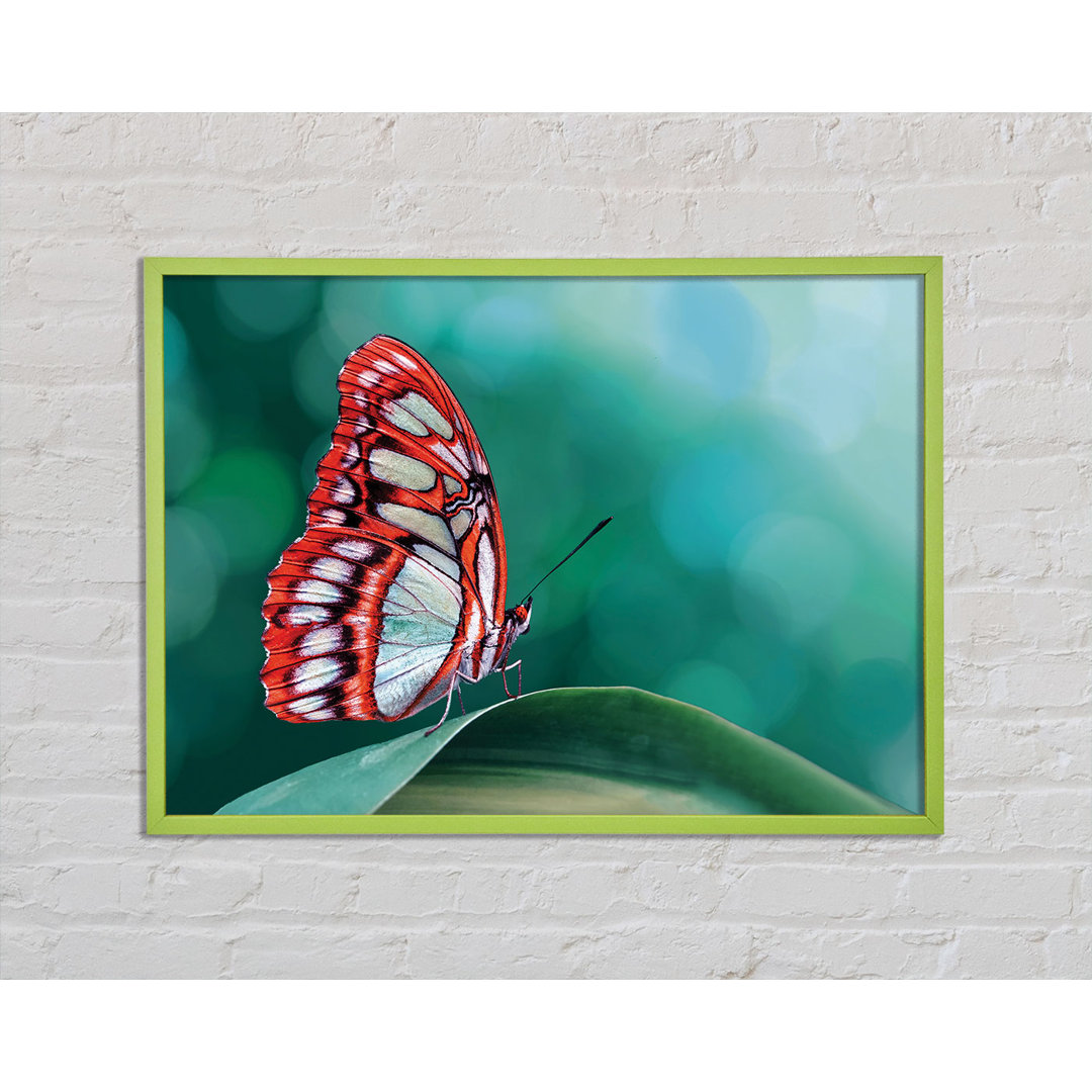 Arnecia Butterfly Wings 1 - Einzelner Bilderrahmen Kunstdrucke