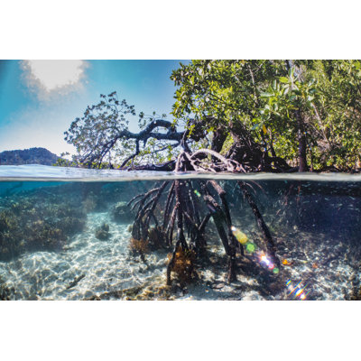 " Mangrove " by Wan Yong Chong