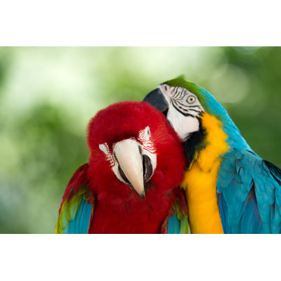 " Parrots " by Pakhnyushchyy