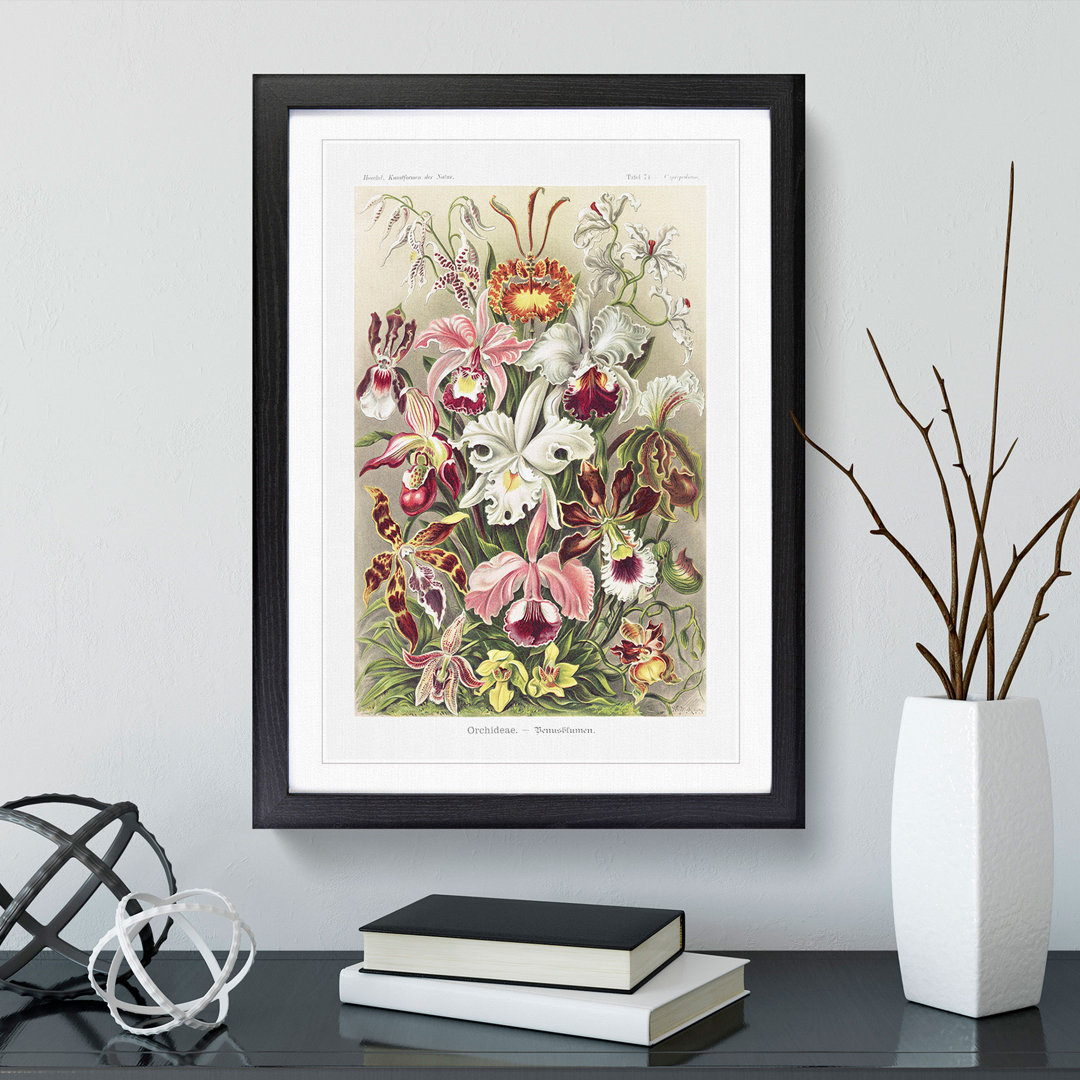 Orchids by Ernst Haeckel - Framed Print