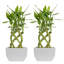 2 Piece Costa Farms Live Lucky Bamboo Low Maintenance Plant in Ceramic Planter