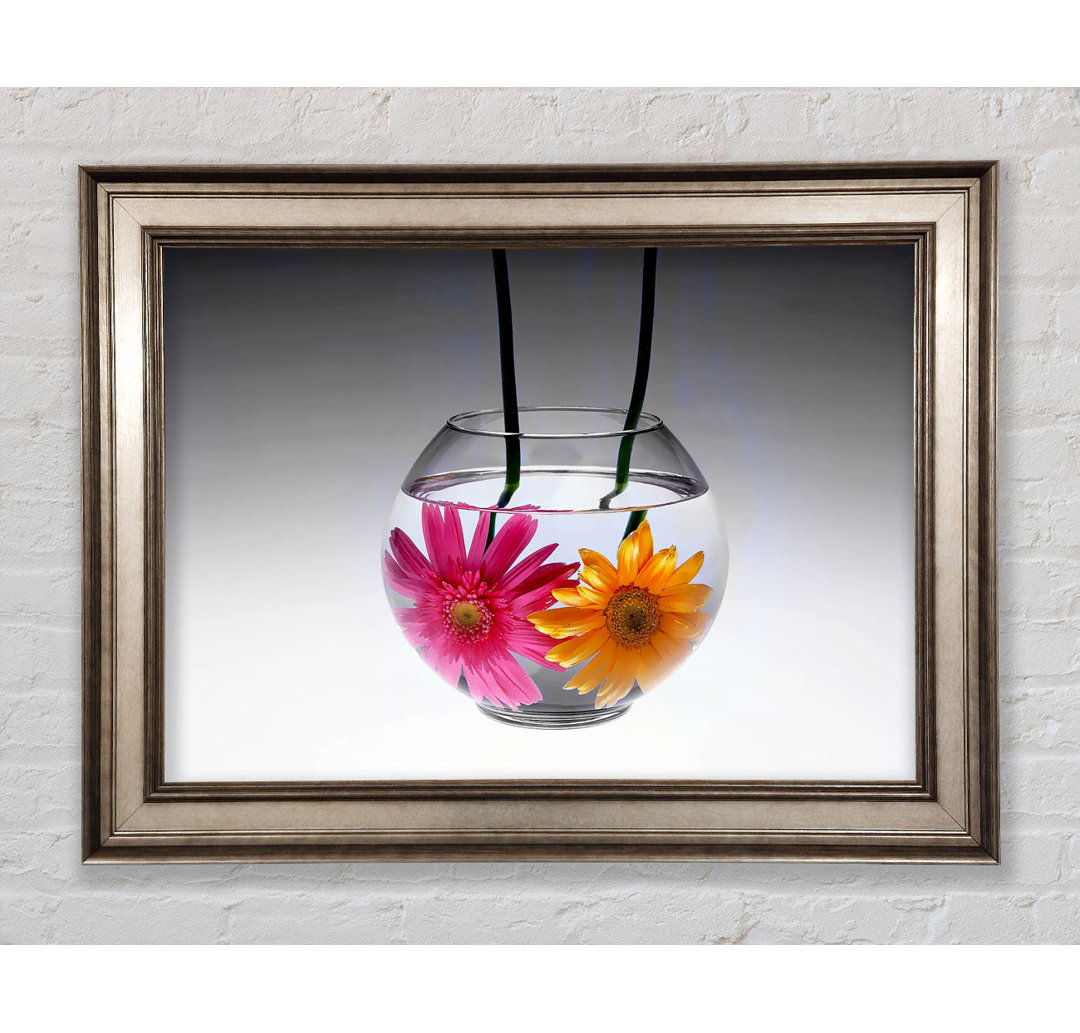 Gerbera Fishbowl B N W - Einzelner Bilderrahmen Kunstdrucke