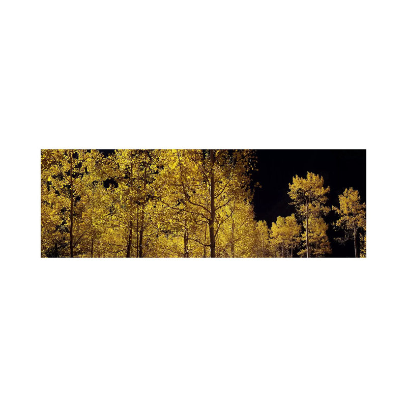 Aspen Trees In Autumn, Colorado, USA #3 - Wrapped Canvas Panoramic Print, 30.48 cm H x 91.44 cm W x 1.91 cm D