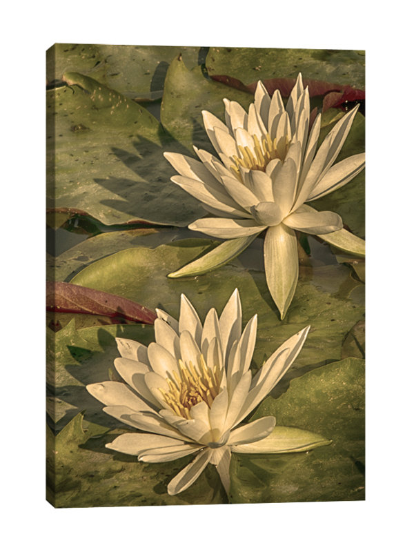 Dano - Wrapped Canvas Print, 46 cm H x 30 cm W x 3 cm D