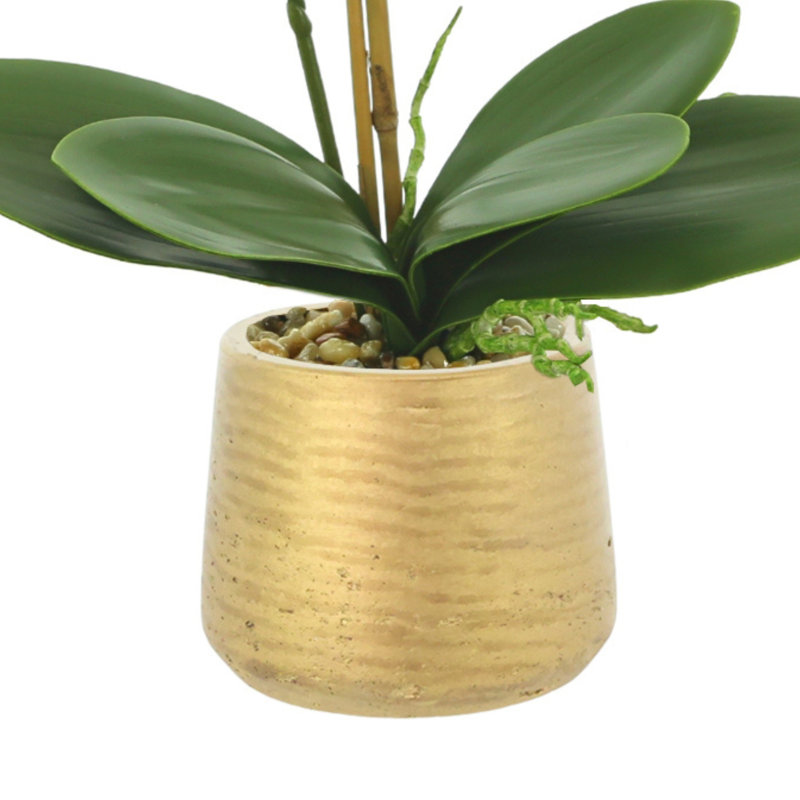 Phalaenopsis Orchid in Pot