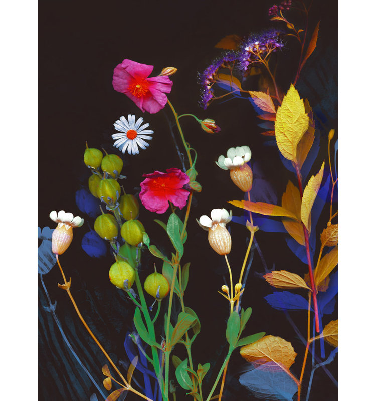 Wildflower Collection 2 Print by Katie Todaro, Gold Framed Paper