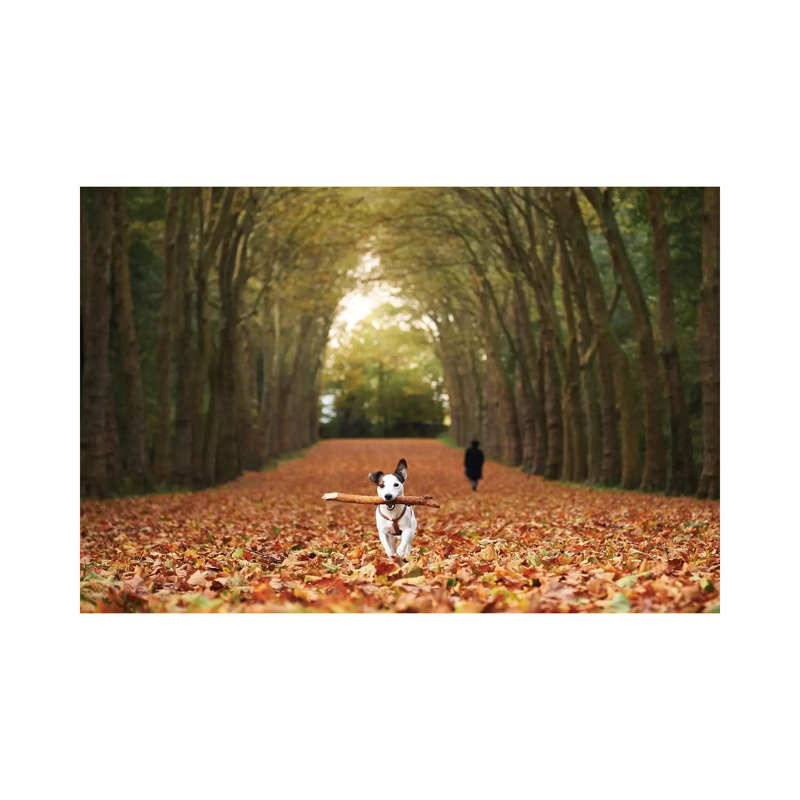 Jack by Charly Lataste - Wrapped Canvas Print, 20.32 cm H x 30.48 cm W