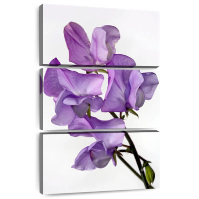 Harnek Sweet Pea Flowers