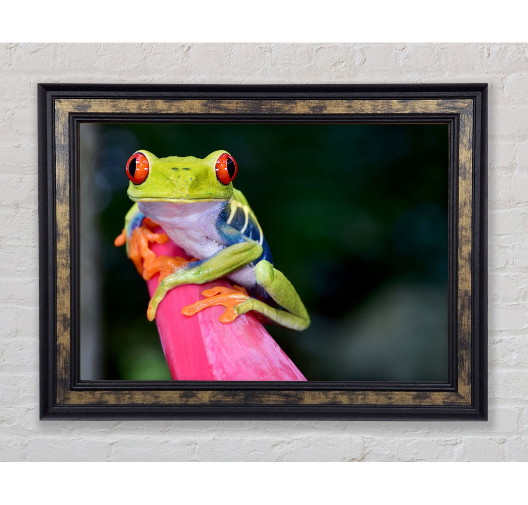 Here's Looking At You Frog - Einzelner Bilderrahmen Kunstdrucke