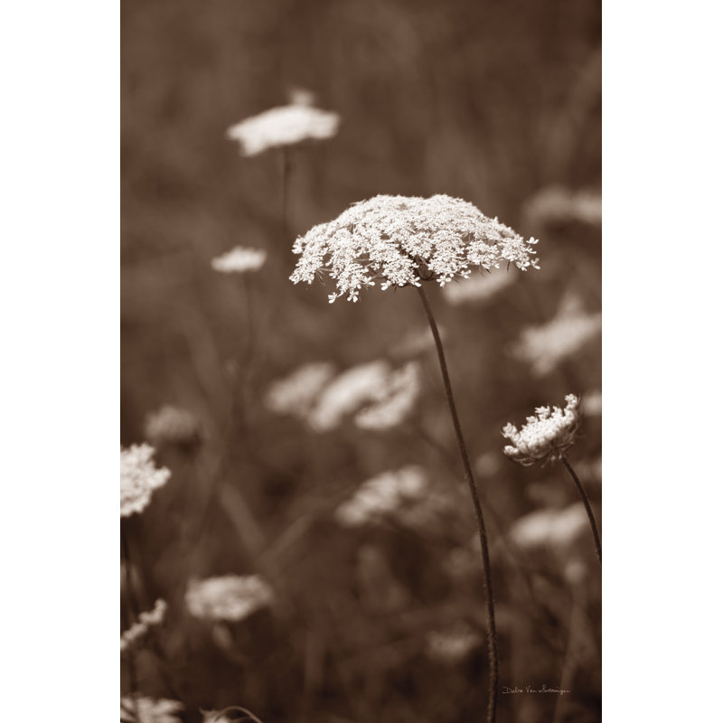 «Queen Annes Lace II», reproduction sur toile, H 30 po x l 20 po