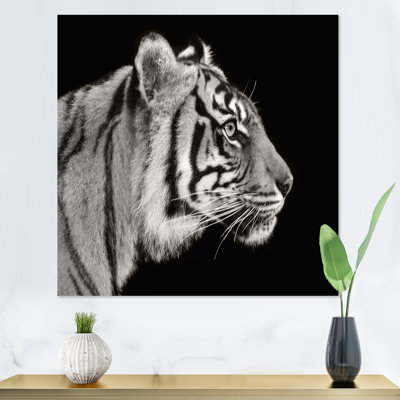 Portrait d'un tigre blanc - Photographie sur toile